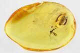 Detailed Fossil False Click Beetle (Eucnemidae) in Baltic Amber #335665-1
